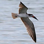 Black Skimmer