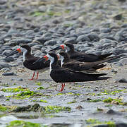 Black Skimmer