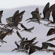 Black Skimmer