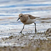 Baird's Sandpiper