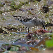 Least Sandpiper