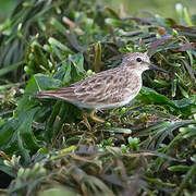 Least Sandpiper