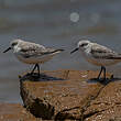 Bécasseau sanderling