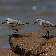 Sanderling