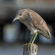 Black-crowned Night Heron