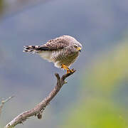 Roadside Hawk