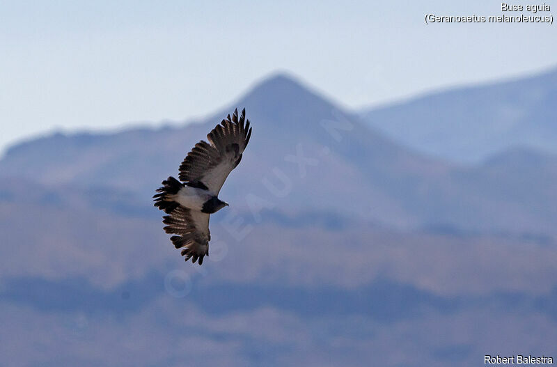 Black-chested Buzzard-Eagle