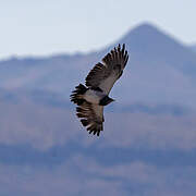 Black-chested Buzzard-Eagle