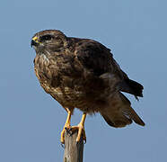 Common Buzzard (vulpinus)