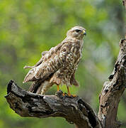 Common Buzzard (vulpinus)