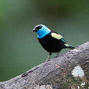 Blue-necked Tanager