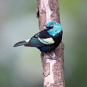 Blue-necked Tanager