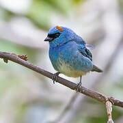 Golden-naped Tanager