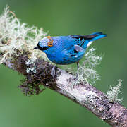 Golden-naped Tanager