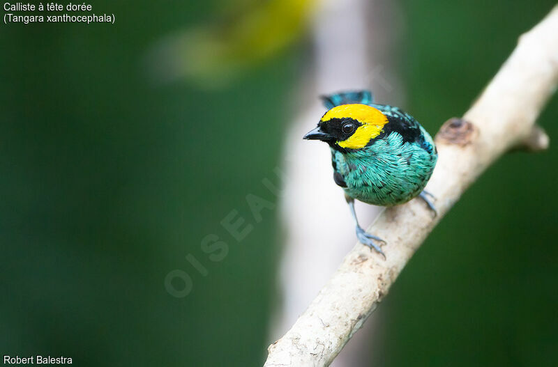 Saffron-crowned Tanager male