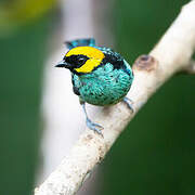 Saffron-crowned Tanager