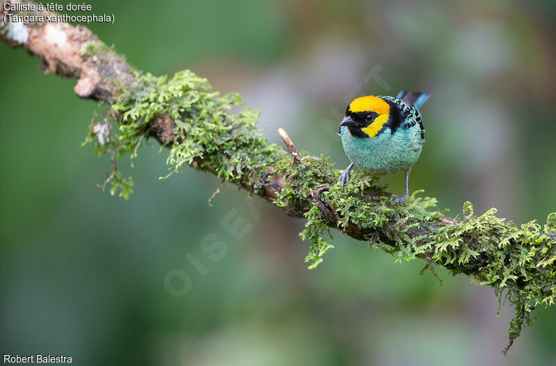 Saffron-crowned Tanager male