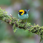 Saffron-crowned Tanager