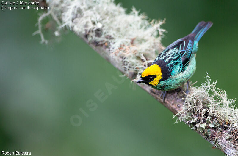 Saffron-crowned Tanager male