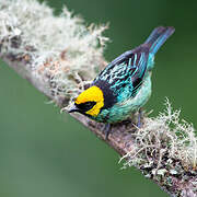 Saffron-crowned Tanager