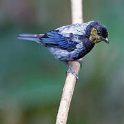 Silver-backed Tanager