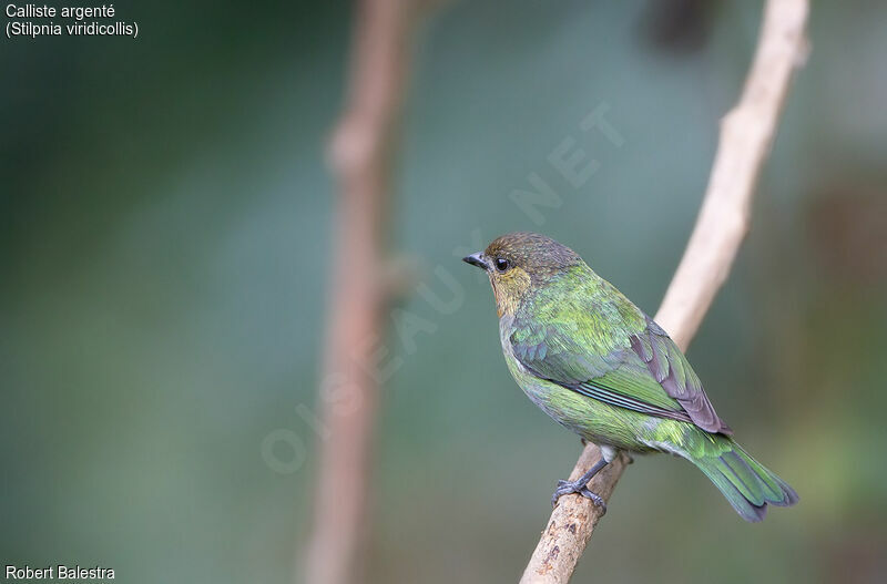 Silver-backed Tanager female