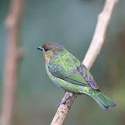 Silver-backed Tanager