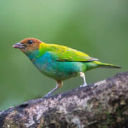 Bay-headed Tanager