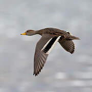 Yellow-billed Pintail