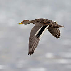 Canard à queue pointue