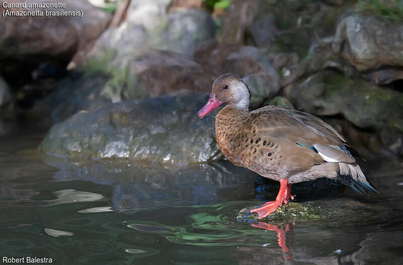 Canard amazonette