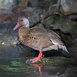 Canard amazonette