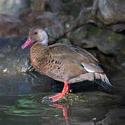 Brazilian Teal