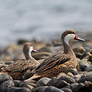 White-cheeked Pintail