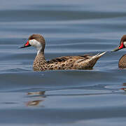 White-cheeked Pintail