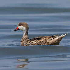 Canard des Bahamas