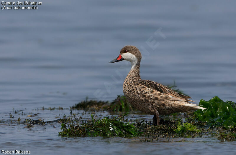 Canard des Bahamas