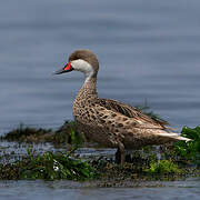 White-cheeked Pintail