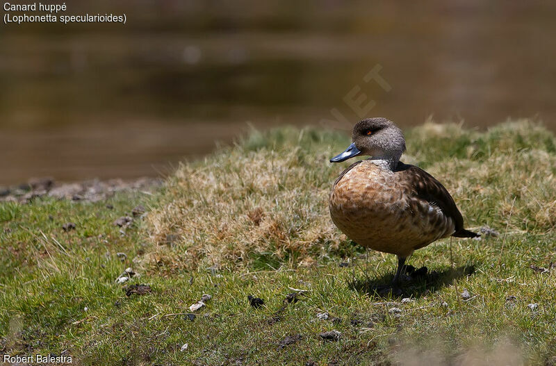 Canard huppé