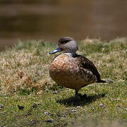 Crested Duck