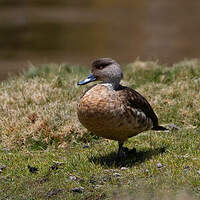 Canard huppé