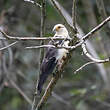 Caracara à tête jaune