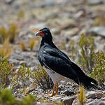 Caracara montagnard