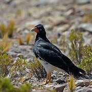 Mountain Caracara