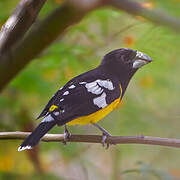 Black-backed Grosbeak