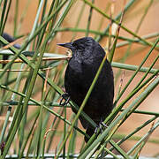 Yellow-winged Blackbird