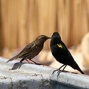 Yellow-winged Blackbird