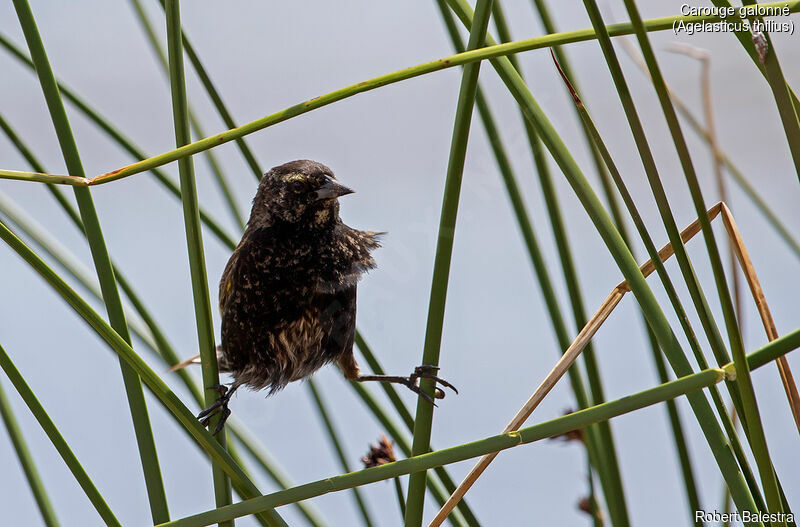 Yellow-winged Blackbirdjuvenile