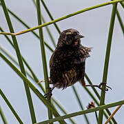 Yellow-winged Blackbird