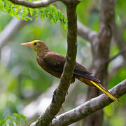 Russet-backed Oropendola